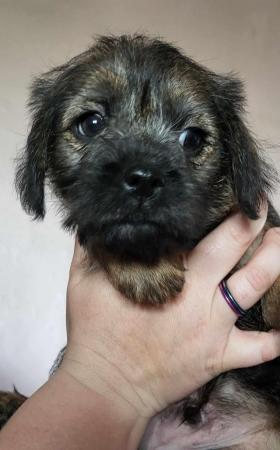 Image 14 of REDUCED KC registered Border Terrier Puppies