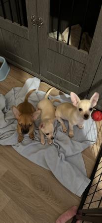 Image 6 of 12 weeks old chihuahua puppies ready now