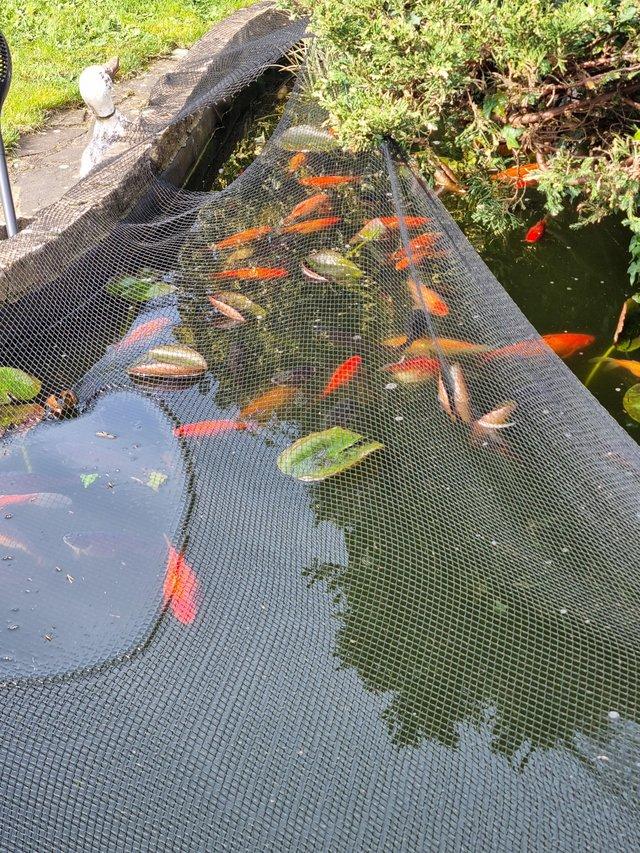 Preview of the first image of Goldfish - various colours for ponds only.