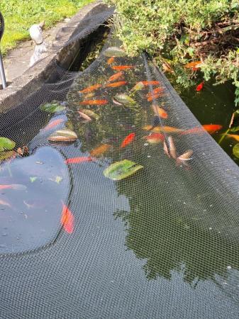 Image 1 of Goldfish - various colours for ponds only