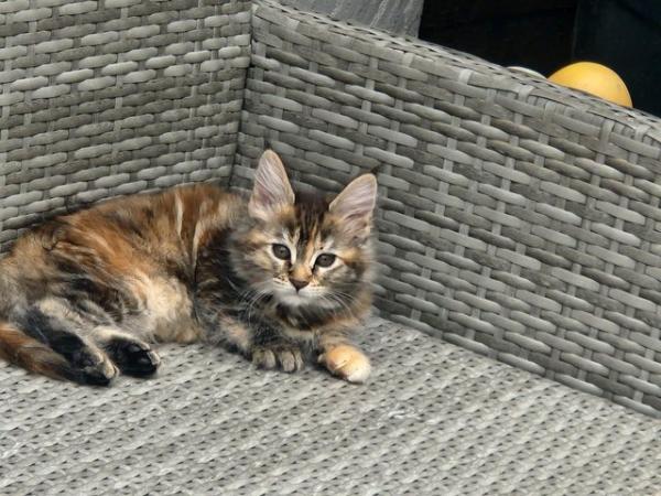 Image 8 of Maine Coon kittens Ginger, Calico, tortoiseshell Ready Now!