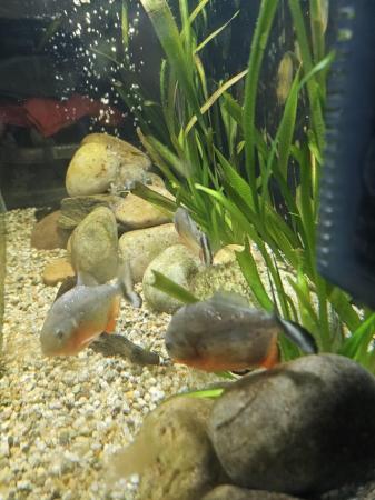 Image 7 of 6 red belly piranhas.  Haven't got the room to upgrade my ta