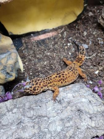 Image 2 of Wonderful adult leopard gecko