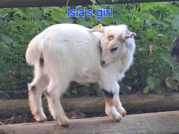 Image 22 of Disbudded pygmy goat kids