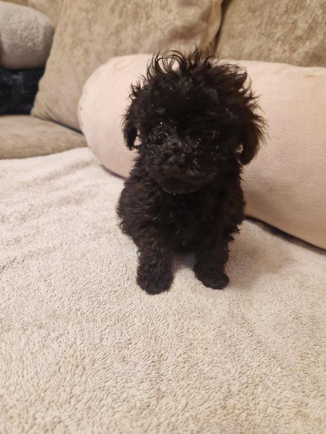 toy poodles Dogs Puppies For Sale in Norfolk or Suffolk Preloved