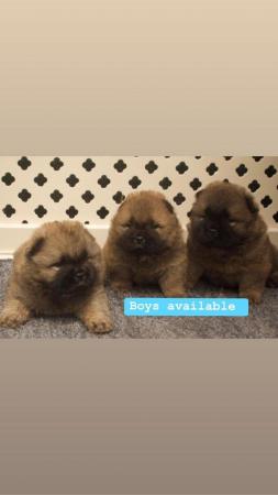 Image 4 of Kc reg chow chow boys “Red” quality babies