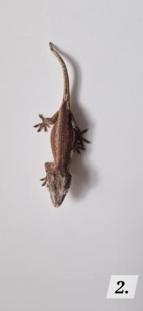 Image 2 of Cb23 gargoyle geckos for sale unsexed