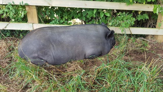 Image 3 of Lovely tempered female Pig Free to a good home
