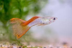 Image 3 of Fish for sale mollies, sordtails, guppies
