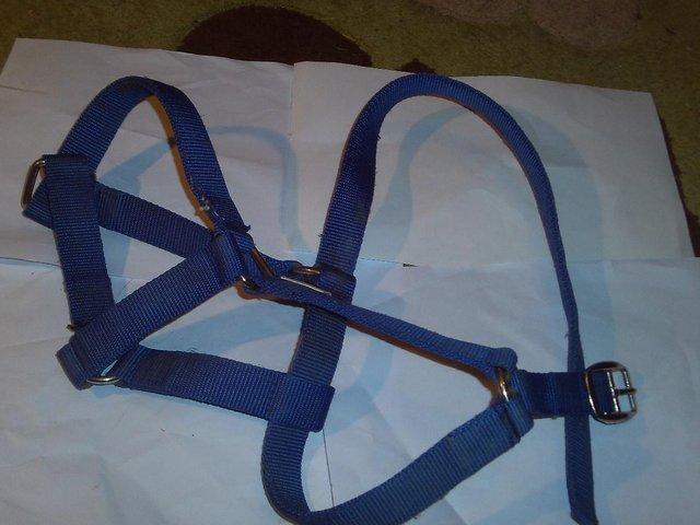 Preview of the first image of Cob headcollar.