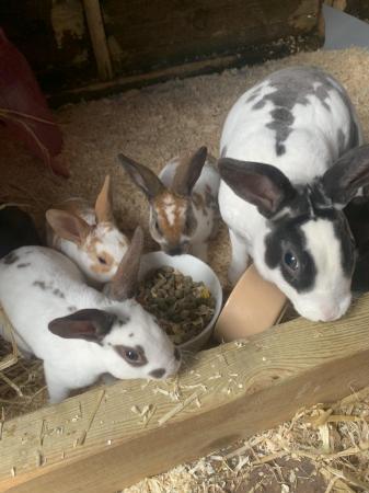 Image 4 of Mini Rex baby rabbits ready now!