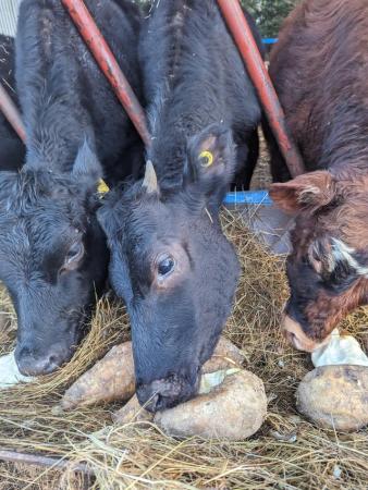 Image 1 of Jersey heifers 11 months old for sale