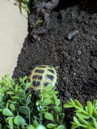 Image 2 of Baby Horsefield Tortoise Hatchlings