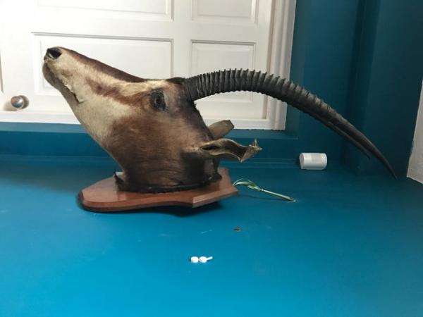 Image 2 of Antique Taxidermy Mounted Antelope Head