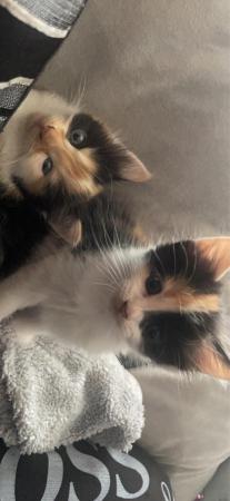 Image 2 of Beautiful Kittens looking for new homes