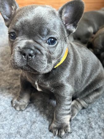 Image 5 of French Bulldogs**Ready to leave next week**