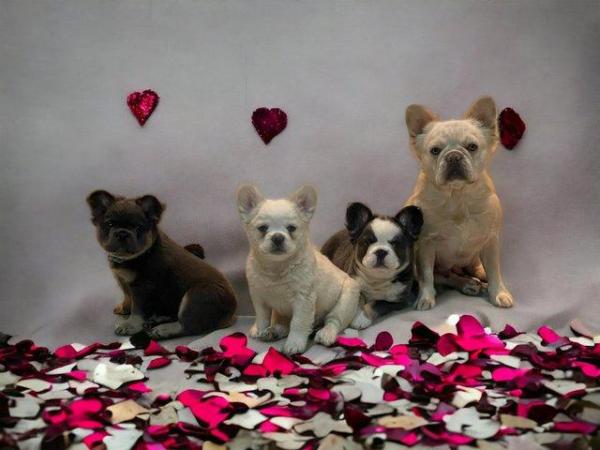 Image 4 of Fluffy French bulldog puppies pink carriers