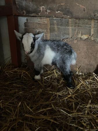 Image 4 of For sale- Pygmy goat kids