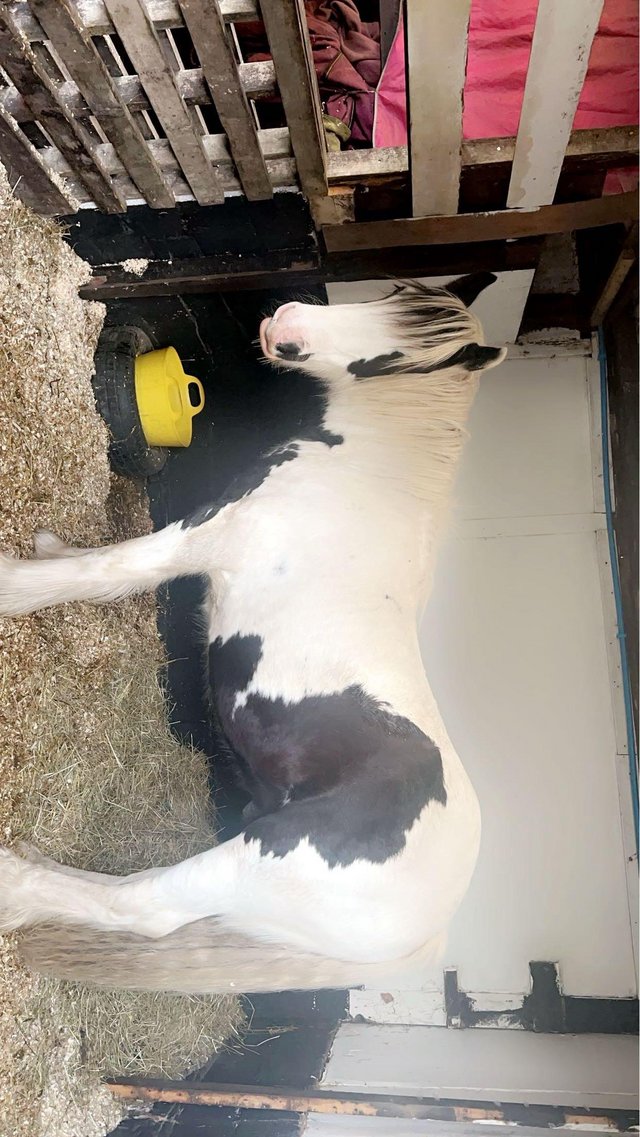 Preview of the first image of Panda - Piebald cob gelding.