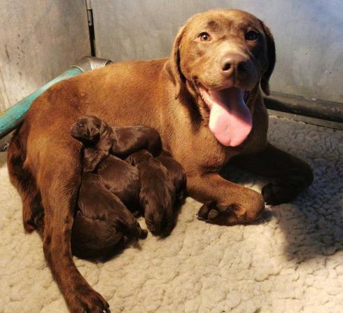 Image 3 of KC Chocolate Labrador puppies Ready Sept