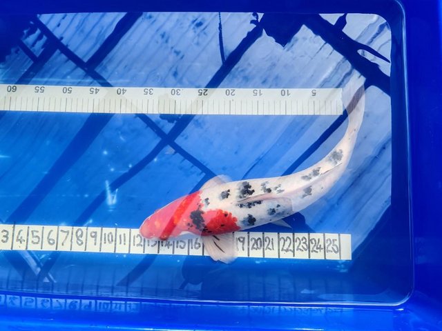 Preview of the first image of LARGE JAPANESE KOI AT 19 INCH OR 480MM BEAUTIFUL FISH.