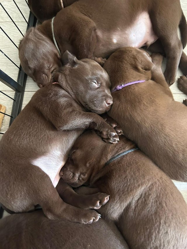 Preview of the first image of KC registered Health Tested Chocolate Labradors Puppies.
