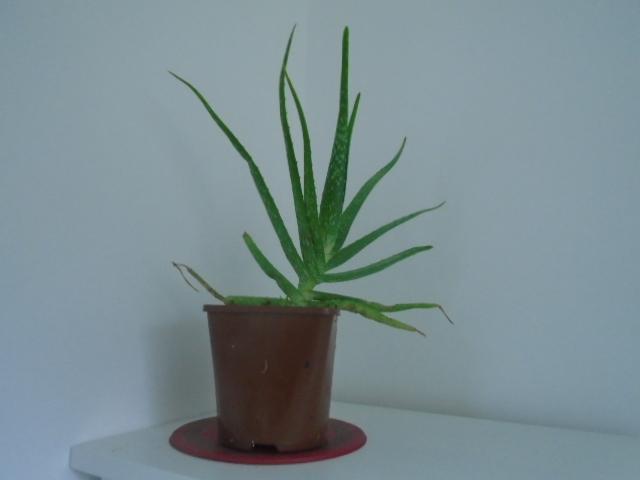 Preview of the first image of Aloe vera plants, various larger sizes.