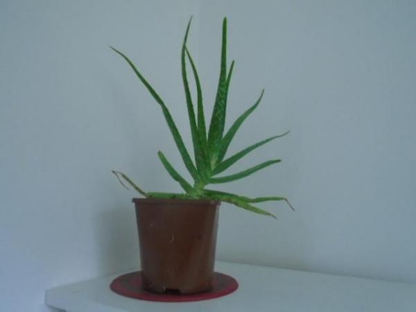 Image 1 of Aloe vera plants, various larger sizes