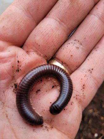 Image 4 of One  pink footed and on african  giant millipedes