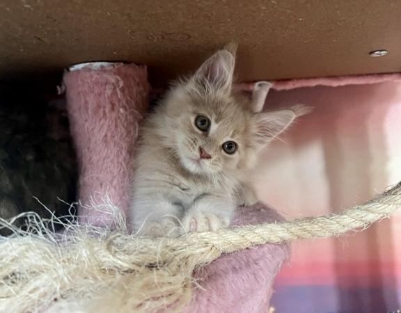 Image 6 of maine coon kittens ready for reservation