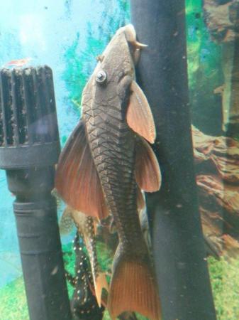 Image 5 of Rare Plecos L numbers for sale