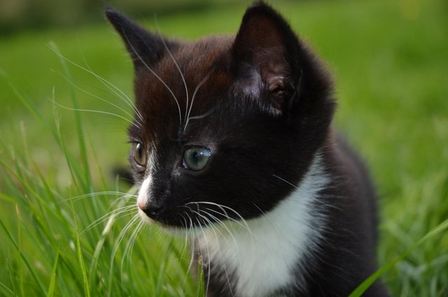 Preview of the first image of ***STUNNING BLACK AND WHITE KITTEN**** READ DESCRIPTION*.