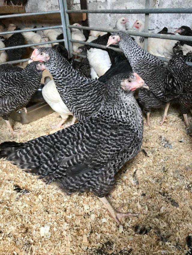 Preview of the first image of CUCKOO MARAN POINT OF LAY PULLETS/CHICKENS/HENS FOR SALE.