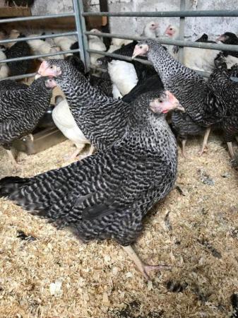 Image 1 of CUCKOO MARAN POINT OF LAY PULLETS/CHICKENS/HENS FOR SALE
