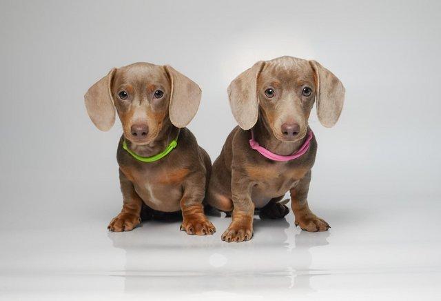 Image 5 of KC; PRA CLEAR Miniature Dachshund Isabella puppies