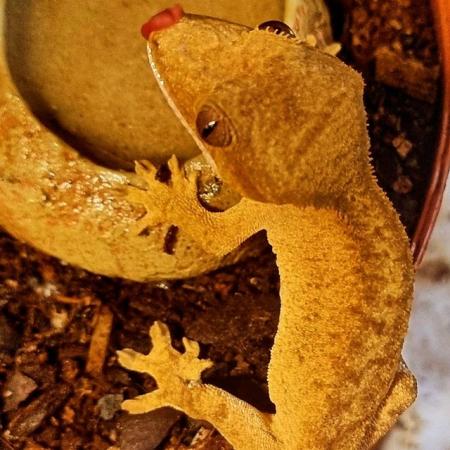 Image 4 of OMG Stunning Yellow Crested Gecko