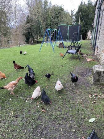 Image 4 of Hens for sale ,happy and healthy
