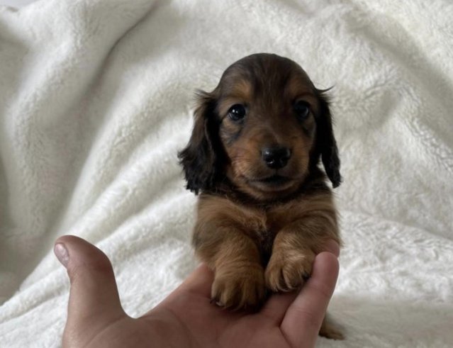 Preview of the first image of Long Haired Miniature Dachshund Puppies.