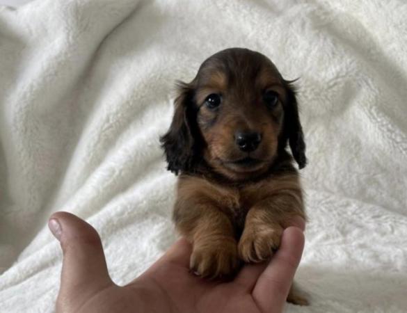 Image 1 of Long Haired Miniature Dachshund Puppies