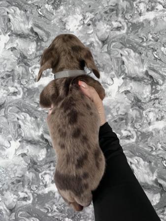 Image 4 of Stunning mini dachshunds