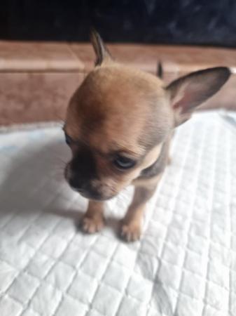 Image 3 of Chihuahua male pups for sale