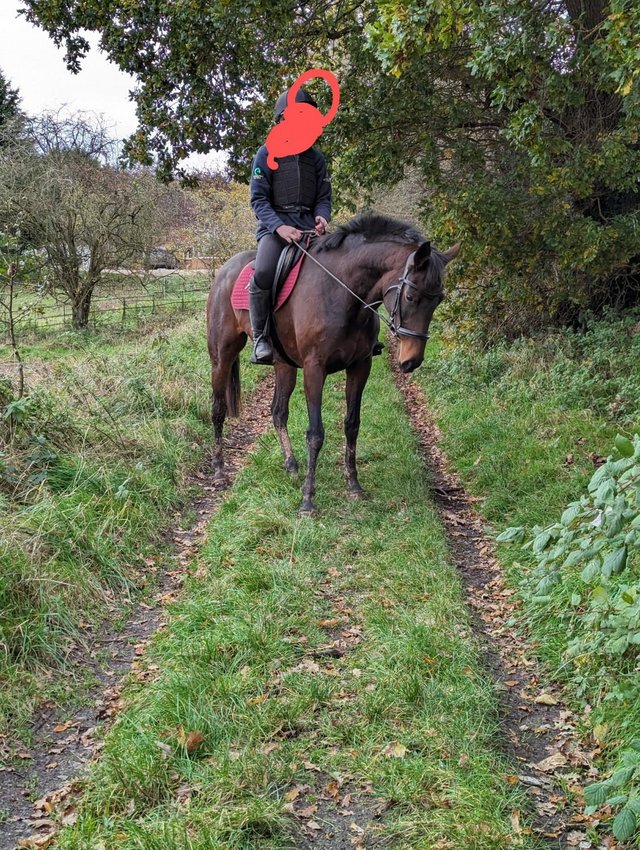 Preview of the first image of 15.2hh unraced 7 year old TB bay mare.