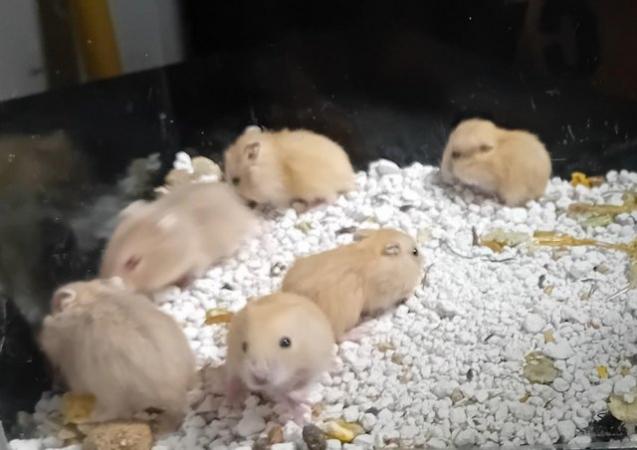Image 4 of Baby Campbell's Hamsters