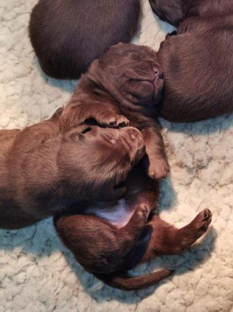 Image 4 of Stunning KC Chocolate Labrador Puppies