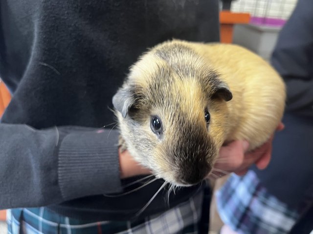 2 male guinea pig pups for rehoming — photo 4 of 4