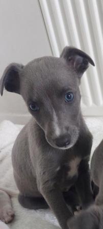 Image 3 of Exceptional KC registered Whippet Puppies.