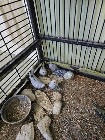 Image 26 of budgies for sale, breeding couples, babies