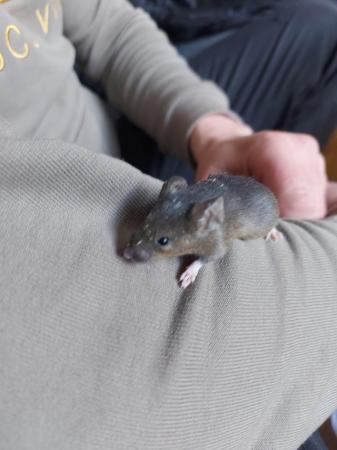 Image 4 of 9 week old fancy mice males £5