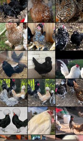 Image 3 of Chick & eggs Barbu breeds, Araucanas & Polish for sale