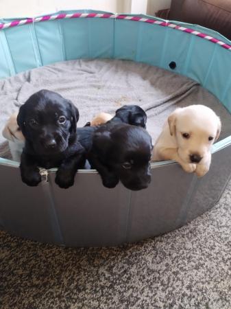 Image 5 of 8 week Labrador puppies for sale